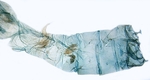 Male pelt; Ashe County; J.B. Sullivan.