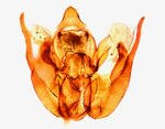 Male genitalia; Madison County; Jim Petranka.