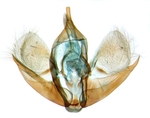 Male genitalia; North Carolina; J.B. Sullivan.