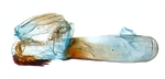 Aedeagus; North Carolina; J.B. Sullivan.