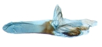 Aedeagus; North Carolina; J.B. Sullivan.