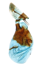 Female genitalia; North Carolina; J.B. Sullivan.