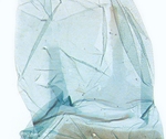 Tergites; North Carolina; J.B. Sullivan.