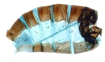  Female pelt; North Carolina; J.B. Sullivan.