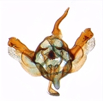 Male genitalia; North Carolina; J.B. Sullivan.