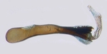 Aedeagus; North Carolina; J.B. Sullivan.