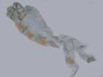 Male pelt; North Carolina; J.B. Sullivan.