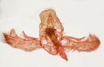 Male genitalia; Madison County; Jim Petranka.