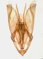 Male genitalia; Madison County; Jim Petranka.
