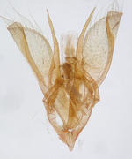 Male genitalia; Madison County; Jim Petranka.