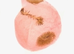 Female genitalia; Ashe County; Jim Petranka.