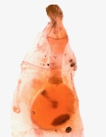 Female genitalia; Ashe County; Jim Petranka.