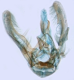 Male genitalia; North Carolina; J.B. Sullivan.
