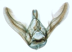 Male genitalia; North Carolina; J.B. Sullivan.