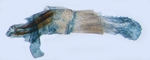 Aedeagus; North Carolina; J.B. Sullivan.