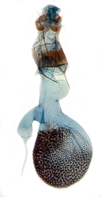 Female genitalia; North Carolina; J.B. Sullivan.