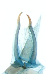 Tergite; North Carolina; J.B. Sullivan.
