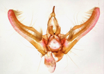 Male genitalia; Madison County; Jim Petranka.