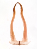 Tergite; Madison County; Jim Petranka.