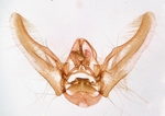 Male genitalia; Madison County; Jim Petranka.