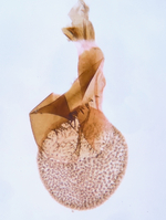 Female genitalia; Craven County; Jim Petranka.