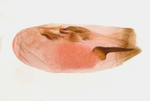 Aedeagus; Madison County; Jim Petranka.