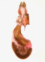 Female genitalia; Ashe County; Jim Petranka.