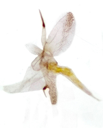 Male genitalia; Orange County; Jim Petranka.