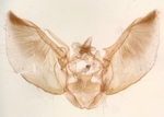 Male genitalia; Rutherford County; Jim Petranka.
