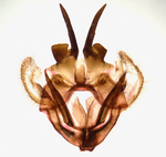 Male genitalia; Madison County; North Carolina.