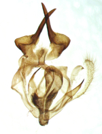 Male genitalia; Madison County; Jim Petranka.