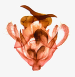 Male genitalia; Madison County; Jim Petranka.