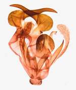 Male genitalia; Madison County; Jim Petranka.