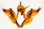 Male genitalia; Mitchell County; Jim Petranka.