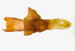 Aedeagus; Mitchell County; Jim Petranka.