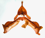 Male genitalia; Richmond County; Jim Petranka.