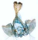 Male genitalia; North Carolina; J.B. Sullivan.