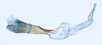 Aedeagus; North Carolina; J.B. Sullivan.