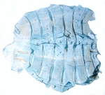 Male pelt; North Carolina; J.B. Sullivan.