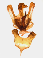 Male genitalia; Madison County; Jim Petranka.