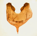 Eight termite; Madison County; Jim Petranka.