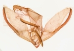 Male genitalia; Henderson County; Jim Petranka. 