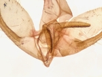 Male genitalia; Henderson County; Jim Petranka.