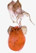 Female genitalia; Madison County; Jim Petranka.