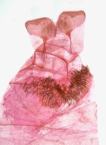 Female genitalia; Madison County; Jim Petranka.
