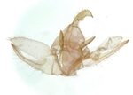 Male genitalia; Madison County; Jim Petranka.