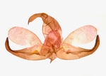 Male genitalia; Richmond County; Jim Petranka.