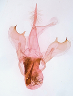Male genitalia; Craven County; Jim Petranka.