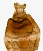 Female genitalia; Mitchell County; Jim Petranka.