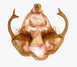 Male genitalia; Madison County; Jim Petranka.